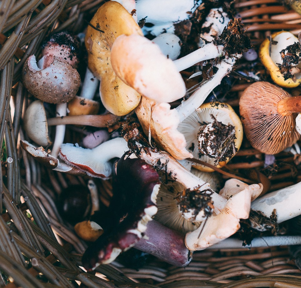 Foraging Annie Spratt Xa Wn48fwo Unsplash