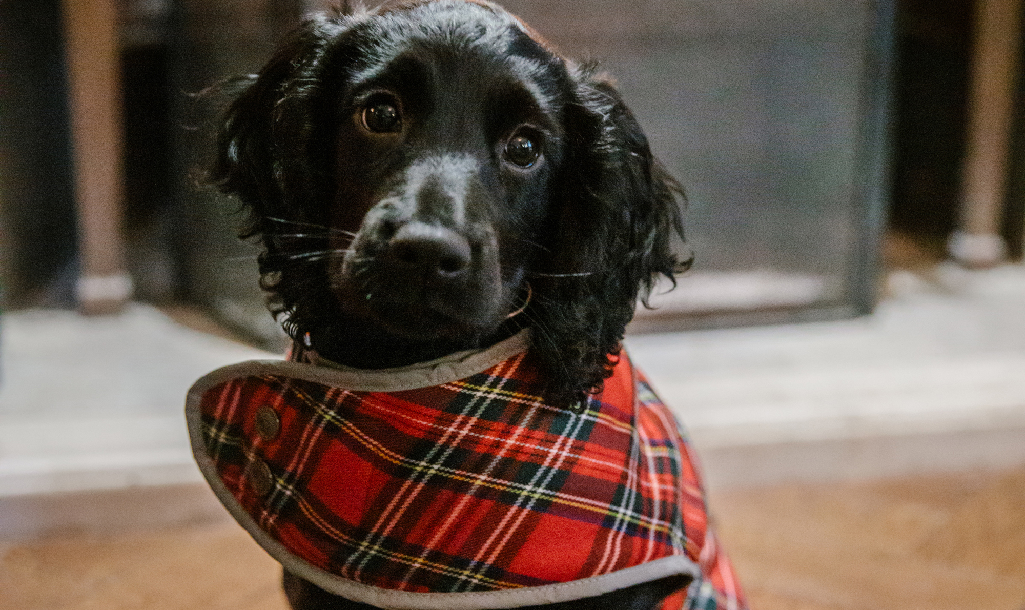 Festive Dog Portrait